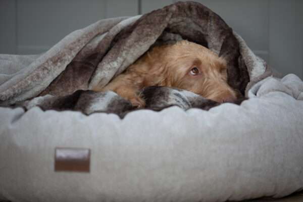 wirehaired Vizsla in luxury cocoon dog cave bed by collared creatures