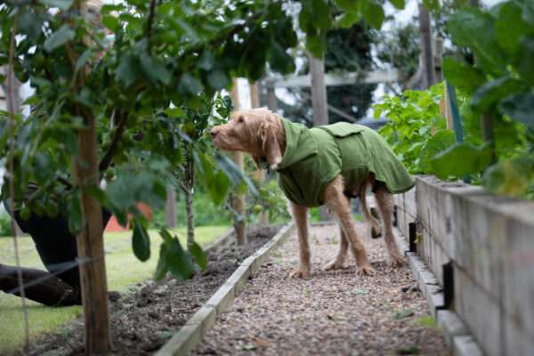 Vizsla in green drying coat by collared creatures