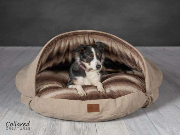 Tess the collie sat in a collared creatures luxury beige cave bed