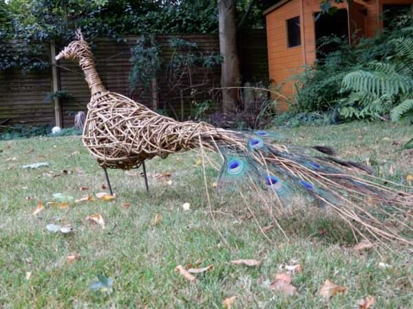 Peacock 2 scaled 1 Willow peacock, available with or without tail feathers. <span style="font-weight: 400">Each of our products are handcrafted individual sculptures, which results in unique pieces, with slight differences between them.</span> <span style="font-weight: 400">Our sculptures are made to order and typically take between 2 - 4 weeks to complete. During busy periods, this may take longer, we will advise you by email if this is likely to be the case.</span> <strong>Price includes delivery to the United Kingdom.</strong>