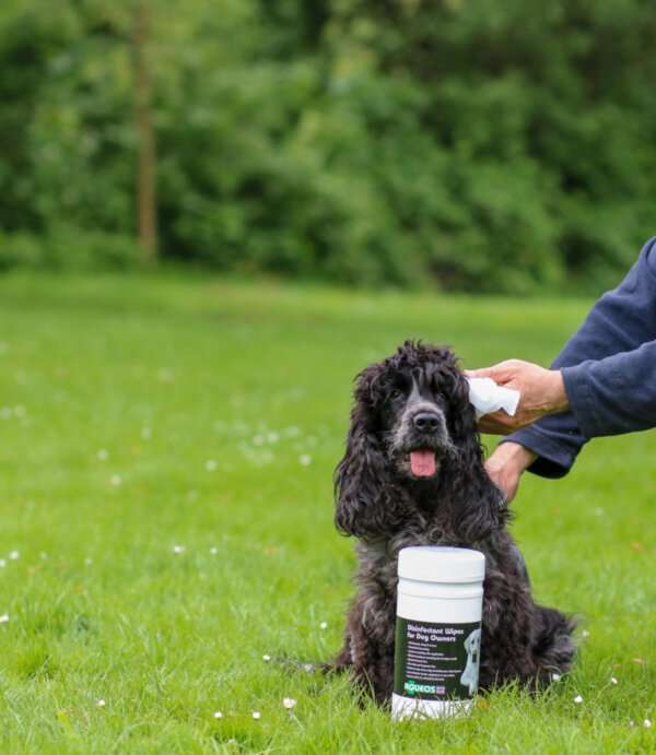 IMG 6366 768x884 1 These versatile disinfectant wipes for dogs kill 99.999% of viruses, bacteria and fungi . Use to wipe down dogs, disinfect collars, leads, surfaces or any equipment. They are handy to clean out dogs ears, around eye area, yeasty wrinkles or as a clean up after a dog walk. Use as a deodoriser for smelly dogs. The wipes are on a long roll, so you can pull off as many as you need at a time. You can use them on your hands too! Size of individual wipes are 19.5 cm x 20 cm