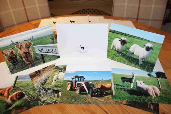 IMG 8097 scaled Each Pack of 10 greeting cards feature lovely pictures of the farm animals of Windfold Farm. Free Postage & Packaging  
