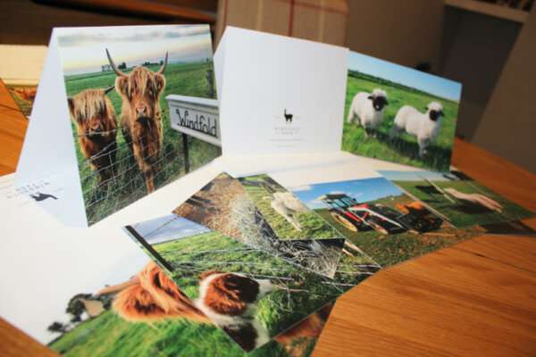 IMG 8098 1 Each Pack of 10 greeting cards feature lovely pictures of the farm animals of Windfold Farm. Free Postage & Packaging  