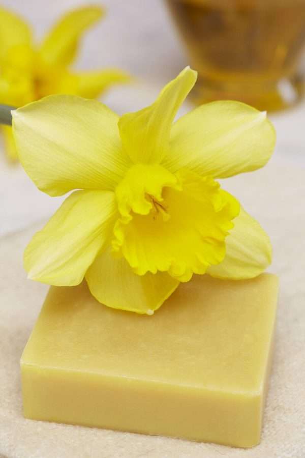 Penlanlas daffodil soap unwrapped F Naturally coloured using fresh daffodil petals. Made with pure botanical oils including Blodyn Aur extra virgin Welsh rapeseed oil (high in Omega 3 and Vitamin E), Evening Primrose oil and enriched with extra moisturising shea butter. Scented with a blend of Mandarin, Neroli and Bergamot essential oils thought to help brighten, regenerate and even out skin tone. A highly emollient and nourishing soap bar, leaving the skin supple, smooth and soft – a treat for the skin after the winter months.