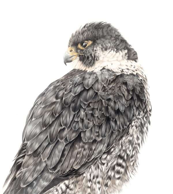 Peregrine for page 2 A Limited Edition Giclee Print titled 'Falcon's Focus'  of a stunning bird of prey. Limited edition run of 50 editions 16" x 20" ONLY  (Mounted to 20" x 24") 150 A3 LARGE (mounted to 16" x 20") 150 A4 MEDIUM (mounted to 11" x 14") Price includes UK postage