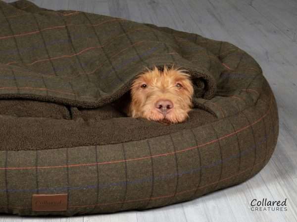 Collared Creatures Green Tweed Classic Comfort Cocoon Dog Bed with Evie close up