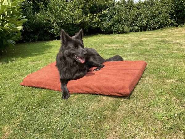 0767086F D211 4813 80E8 7470F915F500 scaled A solid Memory Foam Dog Bed / Mattress. Ideal for older dogs or if you just want to provide a super comfortable bed.