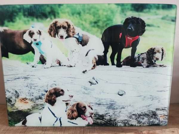 234892322 195071966003762 5383374549985651070 n Spaniel Photo Panel Price includes postage and packing