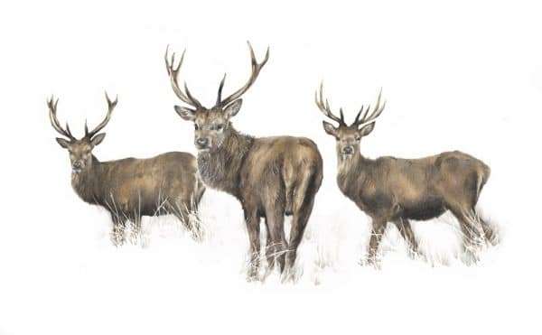 Highland Heirs for page A Limited Edition Giclee Print titled 'Highland Heirs'  of three Red Deer standing in the early mist Limited edition run of 150 A3 LARGE (Mounted to 16"x 20") Limited edition run of 150 A4 MEDIUM (Mounted to 11"x 14")   Price includes postage