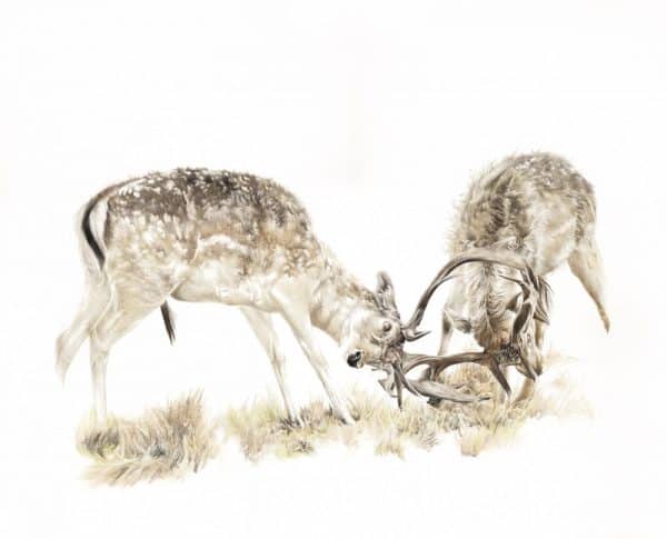 Just getting started for page A Limited Edition Giclee Print titled 'Just getting started '  of two battling Fallow deer Limited edition run of 150 A3 LARGE (Mounted to 16"x 20") Limited edition run of 150 A4 MEDIUM (Mounted to 11"x 14") Price includes postage