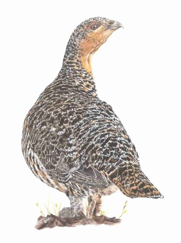 Lady of the Lek scaled A Limited Edition Giclee Print titled 'Lady of the Lek'  of the lovely Capercaillie. Limited edition run of 50 Only 12"x 12" (Mounted to 16"x 16") Price includes postage