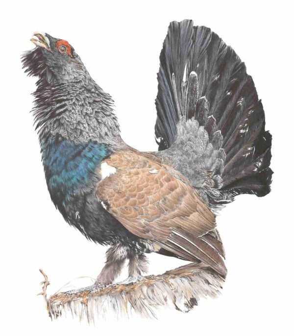 Lord of the Lek scaled A Limited Edition Giclee Print titled 'Lord of the Lek'  of the lovely Capercaillie. Limited edition run of 50 Only 12"x 12" (Mounted to 16"x 16") Price includes postage