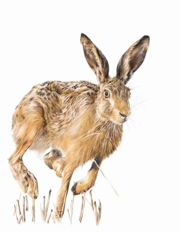 hare we go smaller scaled A Limited Edition Giclee Print titled 'Hare we go ...'  of the beautiful British Hare Limited edition run of 150 A3 LARGE (Mounted to 16"x 20") Limited edition run of 150 A4 MEDIUM (Mounted to 11"x 14")   Price includes postage
