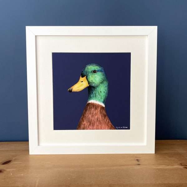 Mallard White Frame Blue Back scaled 10" x 10" art print of my original watercolour, fine liner and pencil illustration of a mallard on a colourful​ navy background.