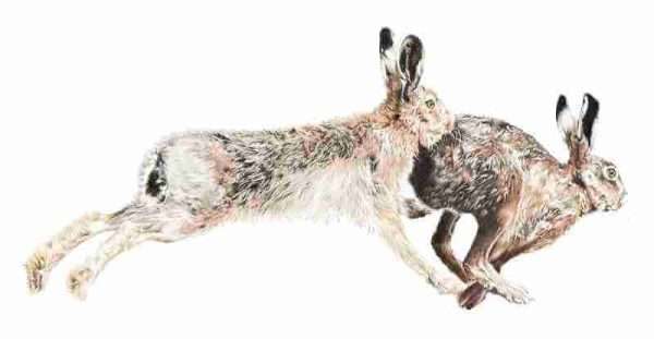 March Madness for page ORIGINAL highly detailed coloured pencil portrait of two running hares, titled 'March Madness'. Mounted in a double soft white mount and framed in a solid oak 34mm frame. Price includes Special Delivery postage..