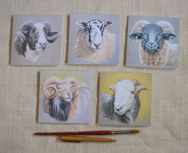 Pack of 5 sheep art cards. Jacobs, North England Mule, Norfolk Horn, North Ronaldsay and Herdwick. Some with horns.